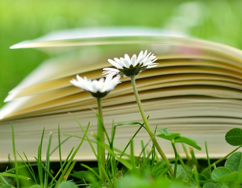 Foto von Buch in Wiese